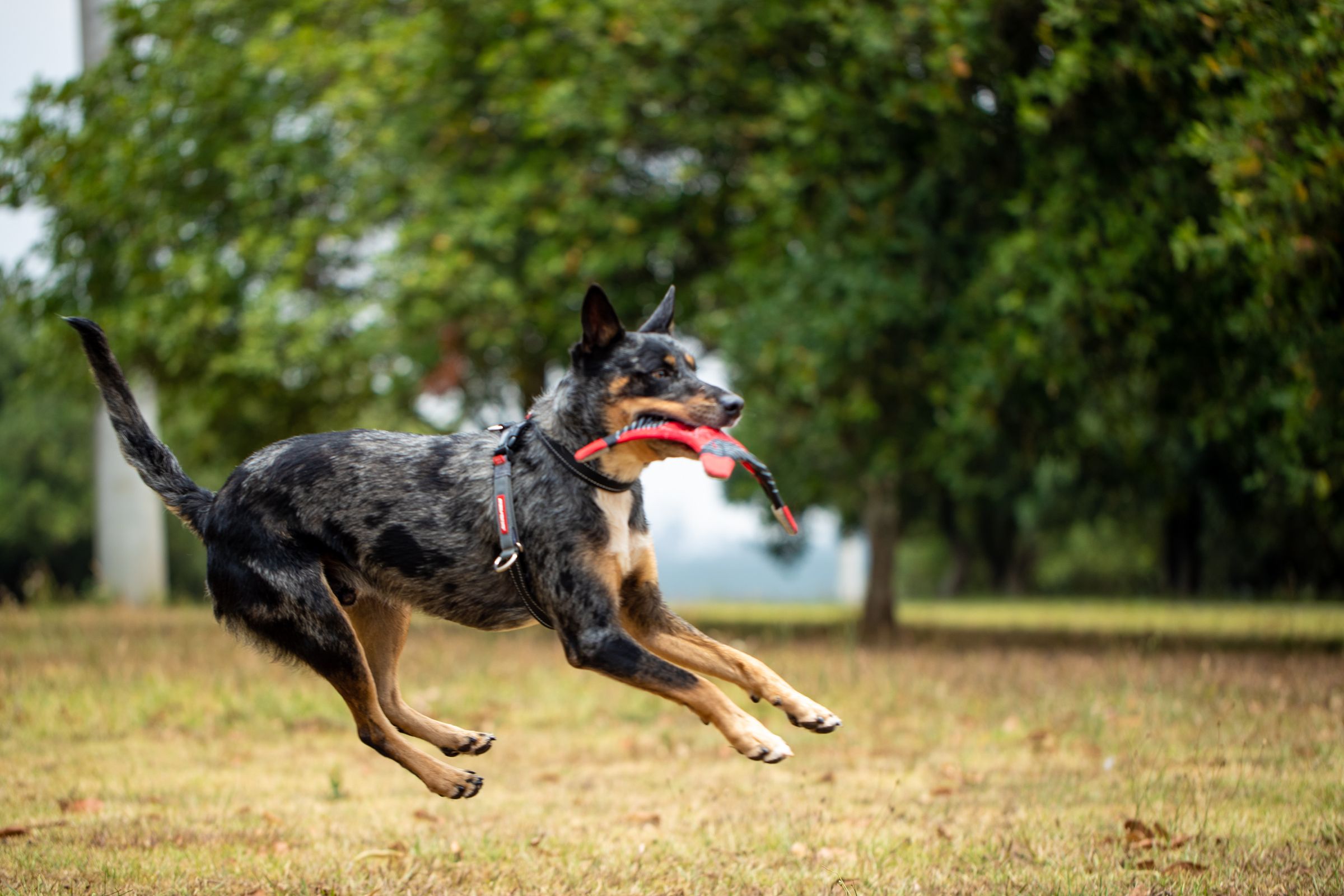 An Australian Cattle Dog in an EzyDog harness leaping across a park with a tug toy