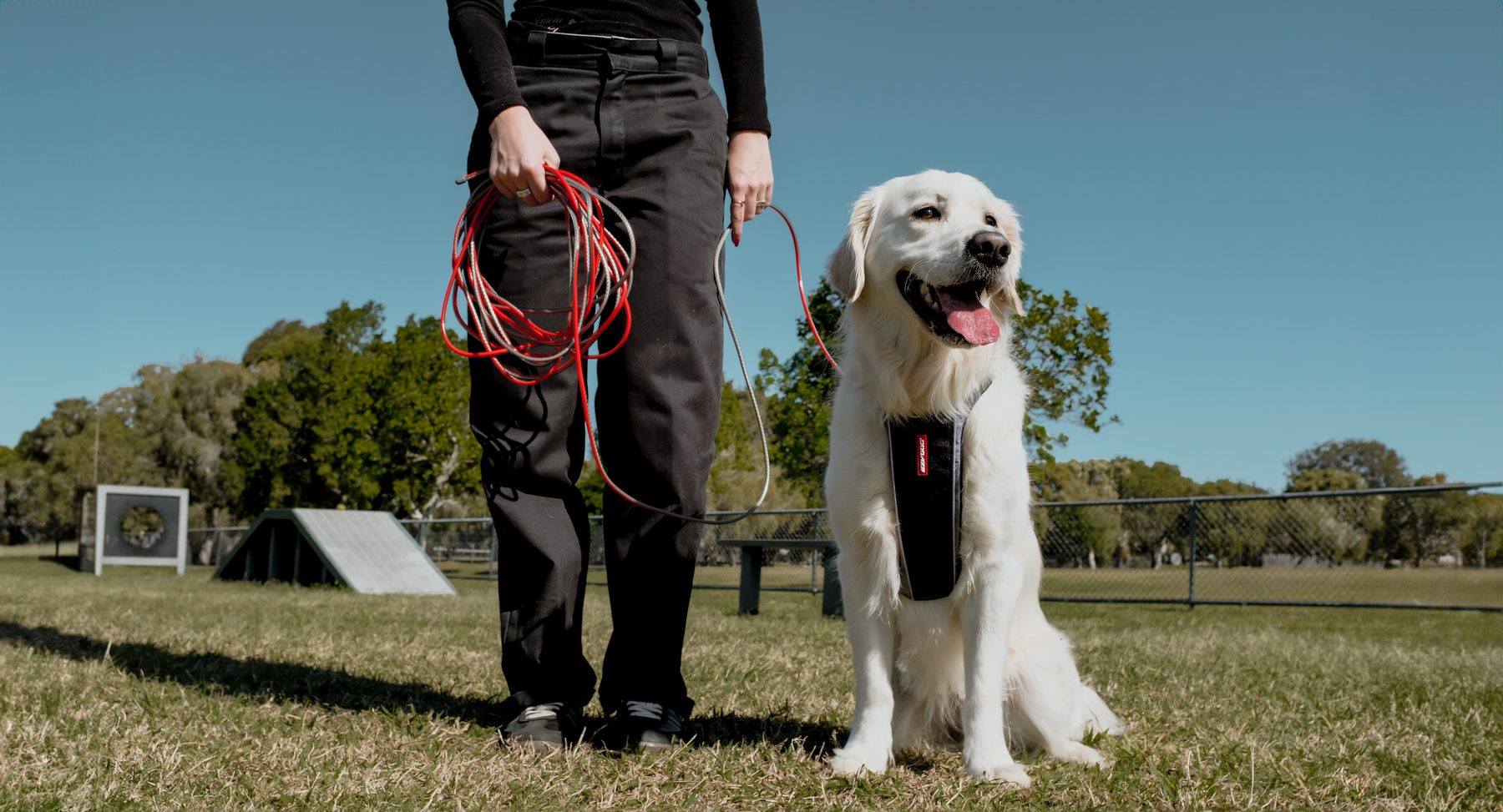 A Golden Retriever in an EzyDog harness sitting beside its handler at a training ground